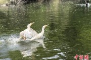 事业辉煌吉林：罕见白鸬鹚连续两年“故地重游”